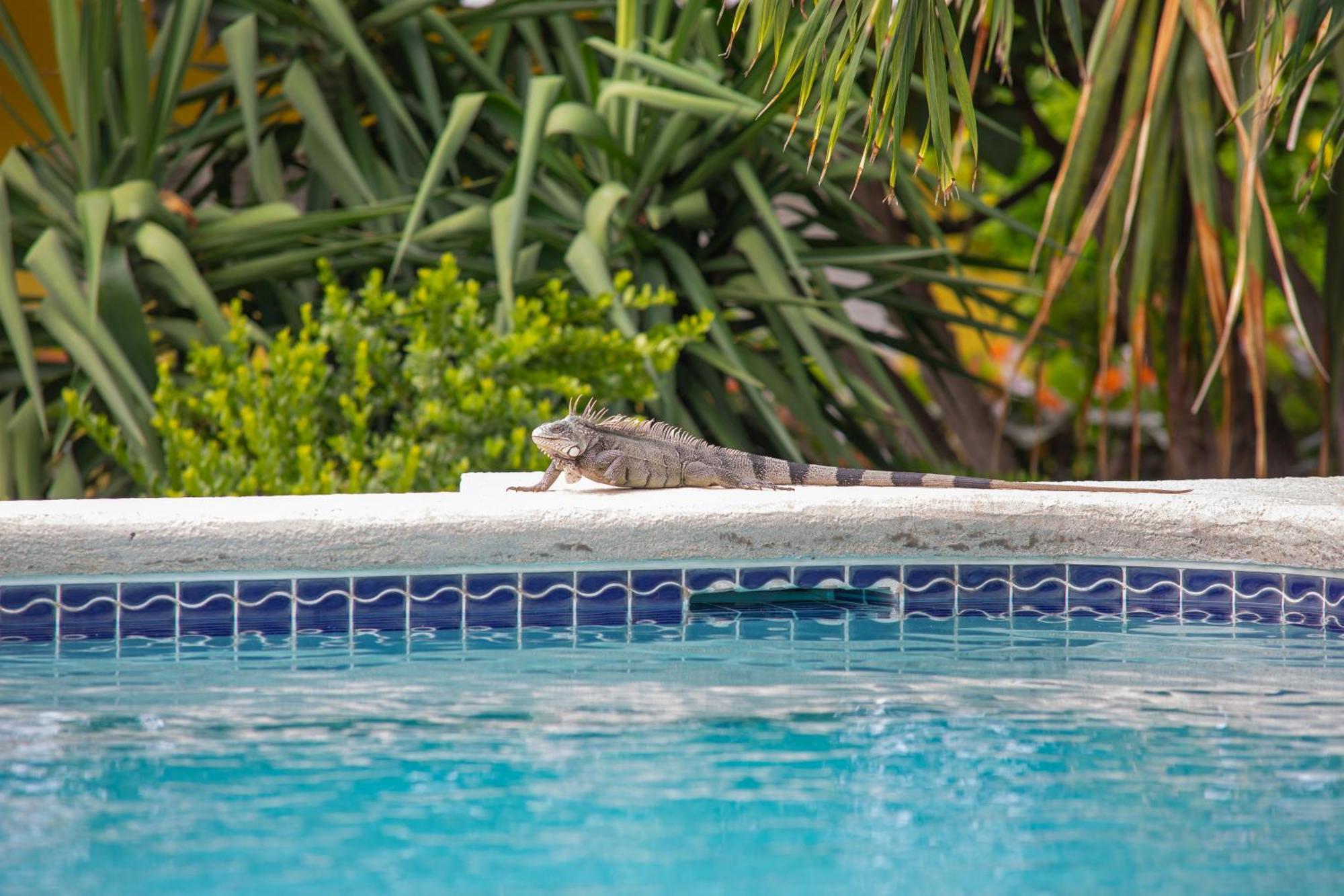 Piscadera Bay Resort 24 Willemstad Esterno foto